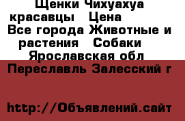 Щенки Чихуахуа красавцы › Цена ­ 9 000 - Все города Животные и растения » Собаки   . Ярославская обл.,Переславль-Залесский г.